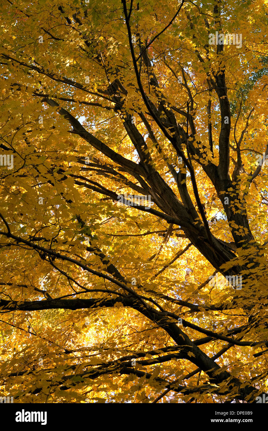 Albero di acero con la caduta delle foglie, New Jersey Foto Stock