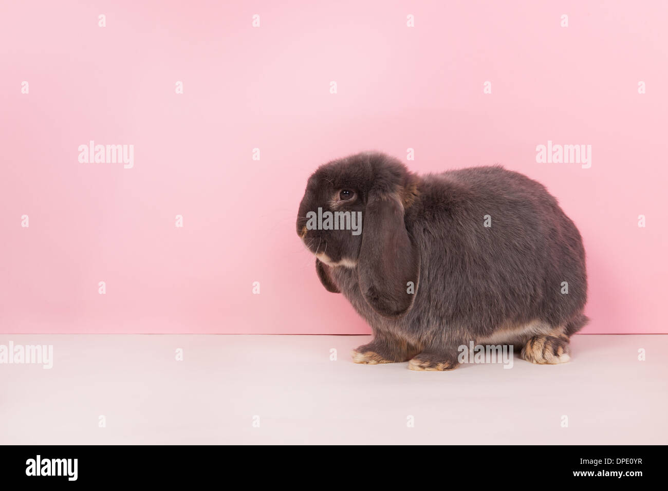 Coniglio lop francese su sfondo rosa Foto Stock