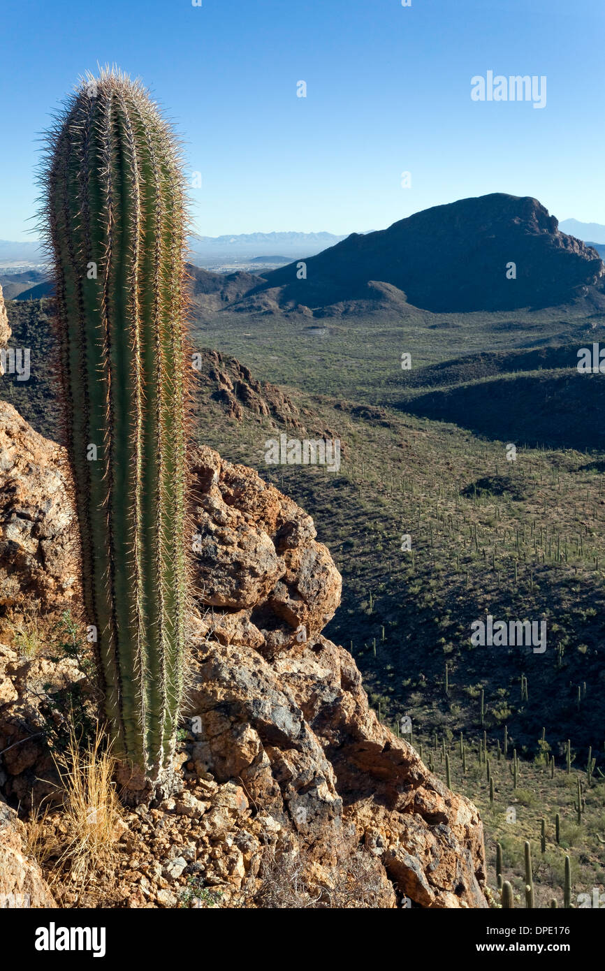 Parco nazionale del Saguaro, West, Tucson in Arizona Foto Stock