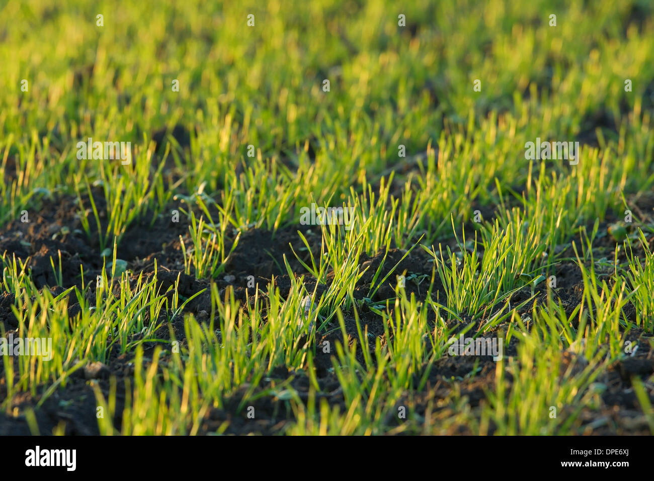 Agricoltura Foto Stock