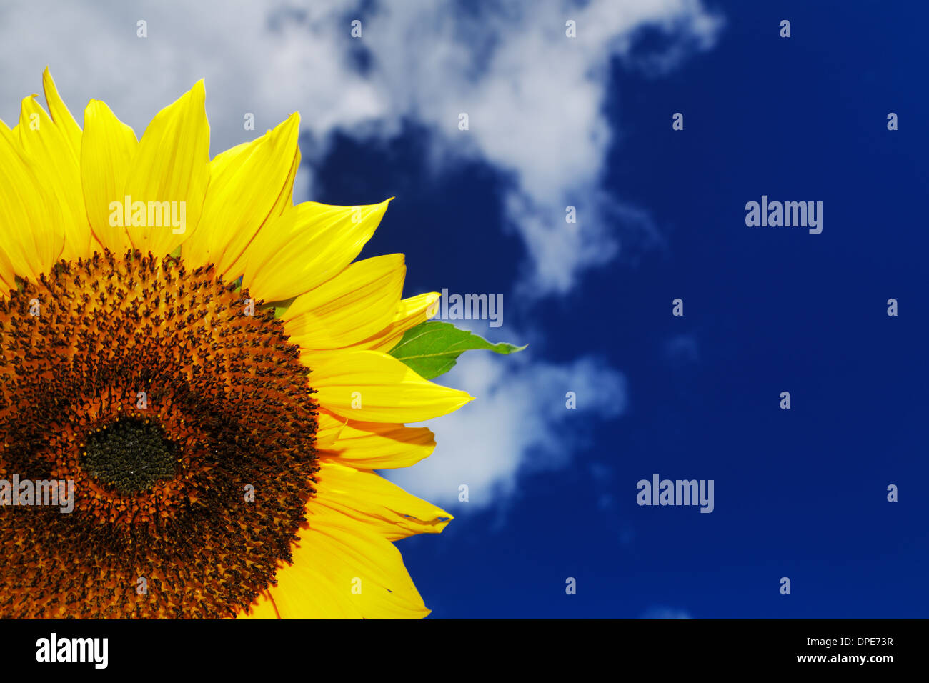 Un bellissimo girasole sullo sfondo di un cielo blu Foto Stock