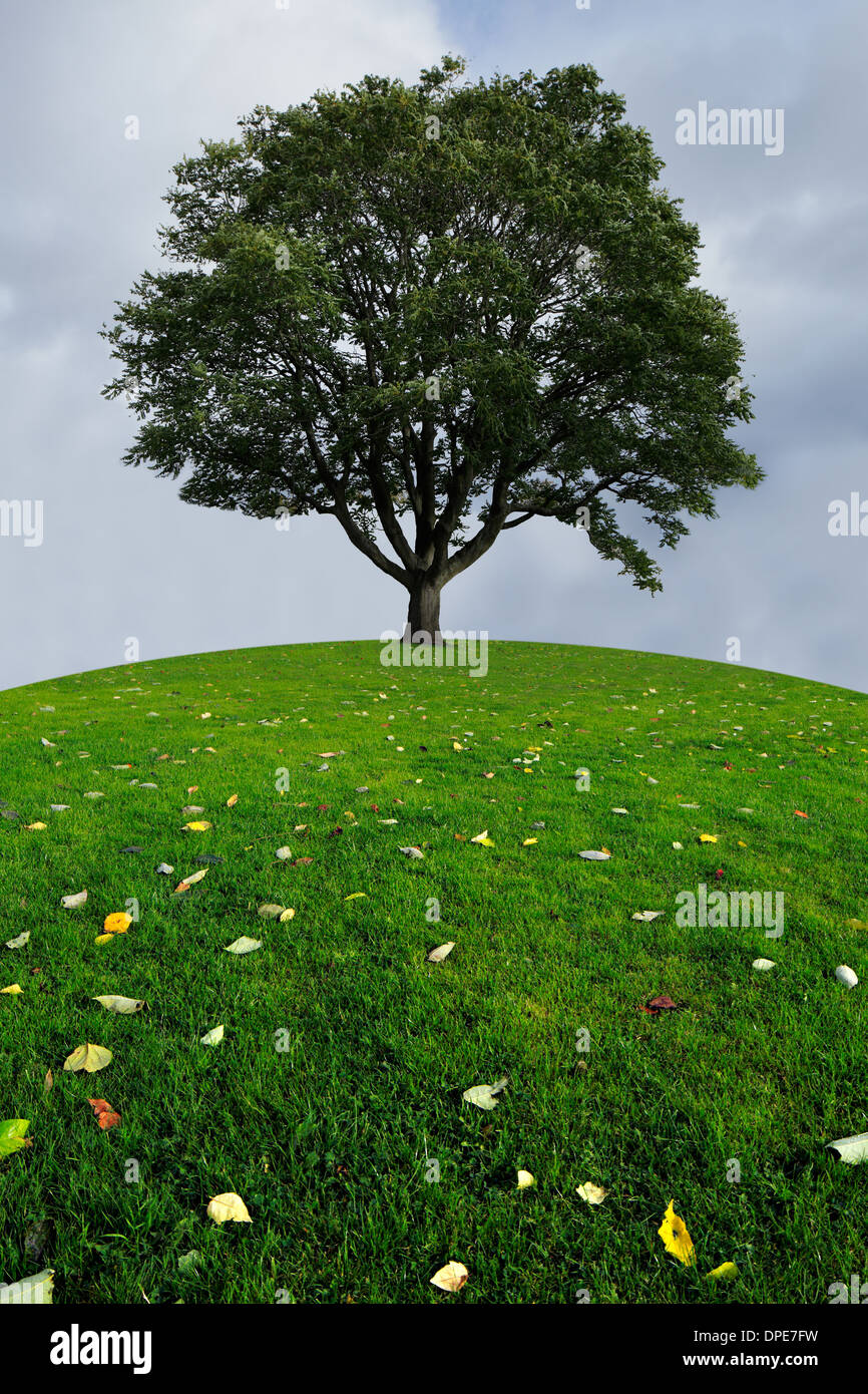 Un Lone Tree sulla cima di una collina verde in un giorno nuvoloso Foto Stock