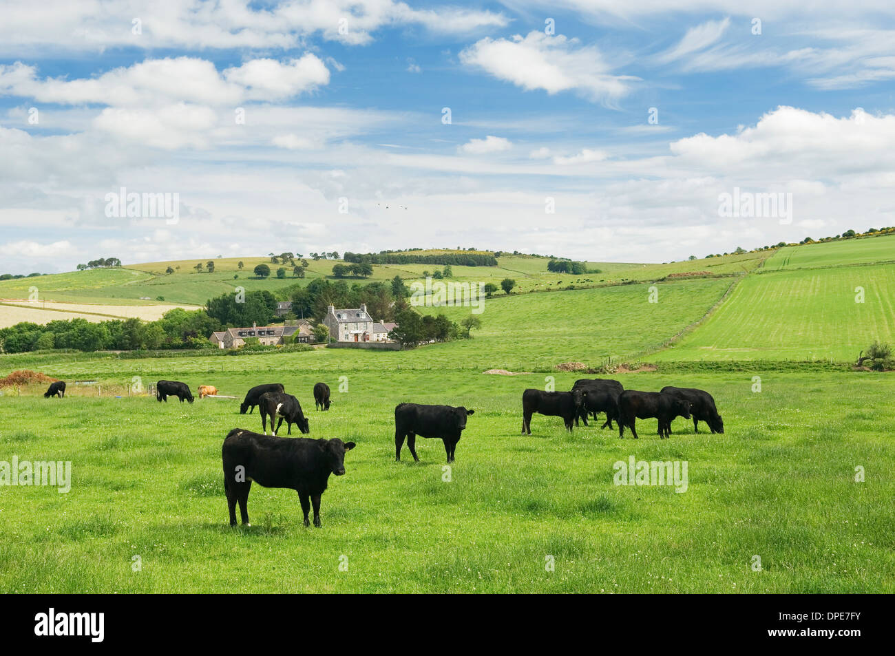 Terreni agricoli nelle vicinanze Alford, Aberdeenshire, Scozia. Foto Stock
