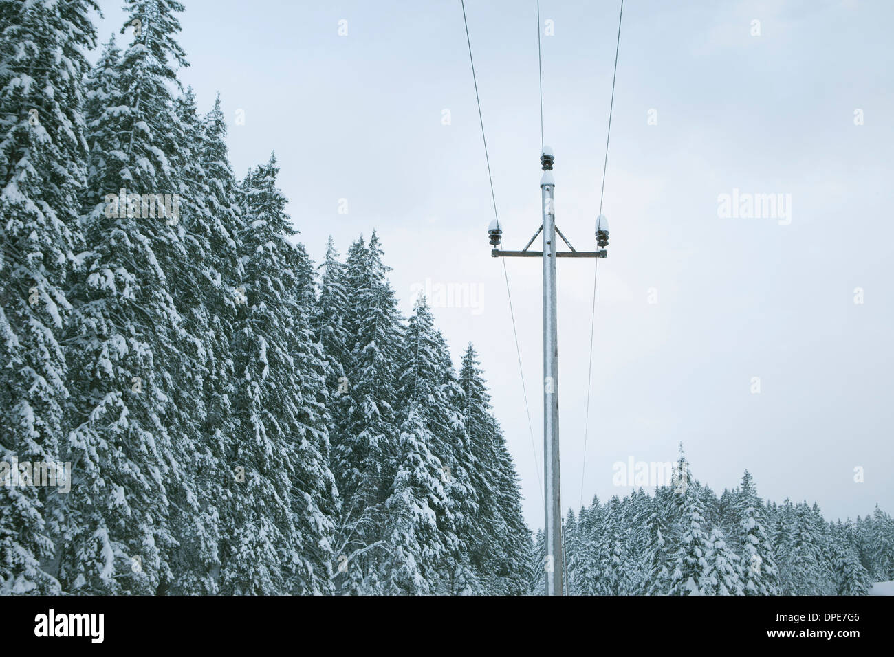 Coperta di neve alberi e telegrafo polo, Alpi, Austria Foto Stock
