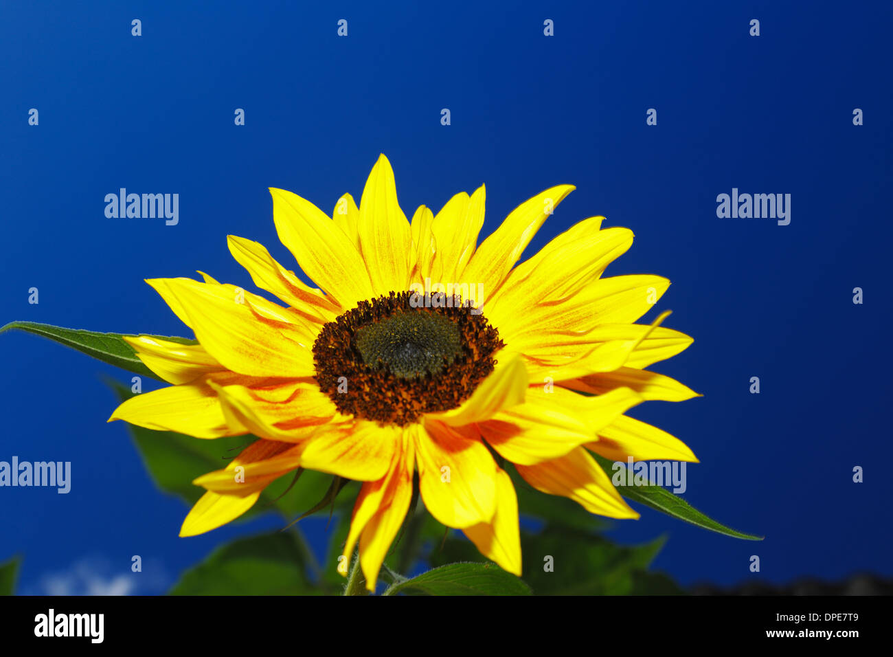 Un bellissimo girasole sullo sfondo di un cielo blu Foto Stock