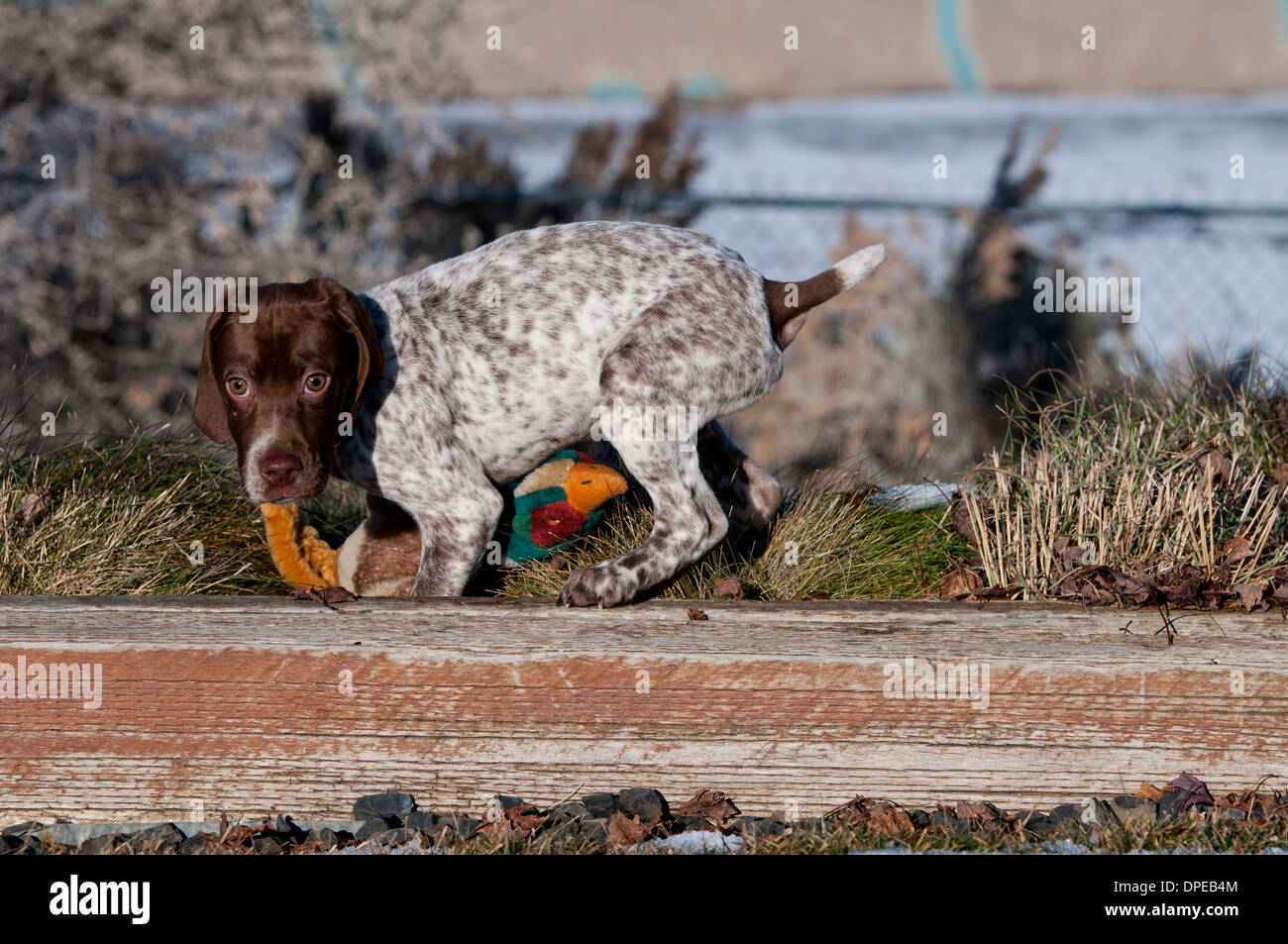 Braque Francais quattro mese vecchio cucciolo giocando con il giocattolo per cane Foto Stock