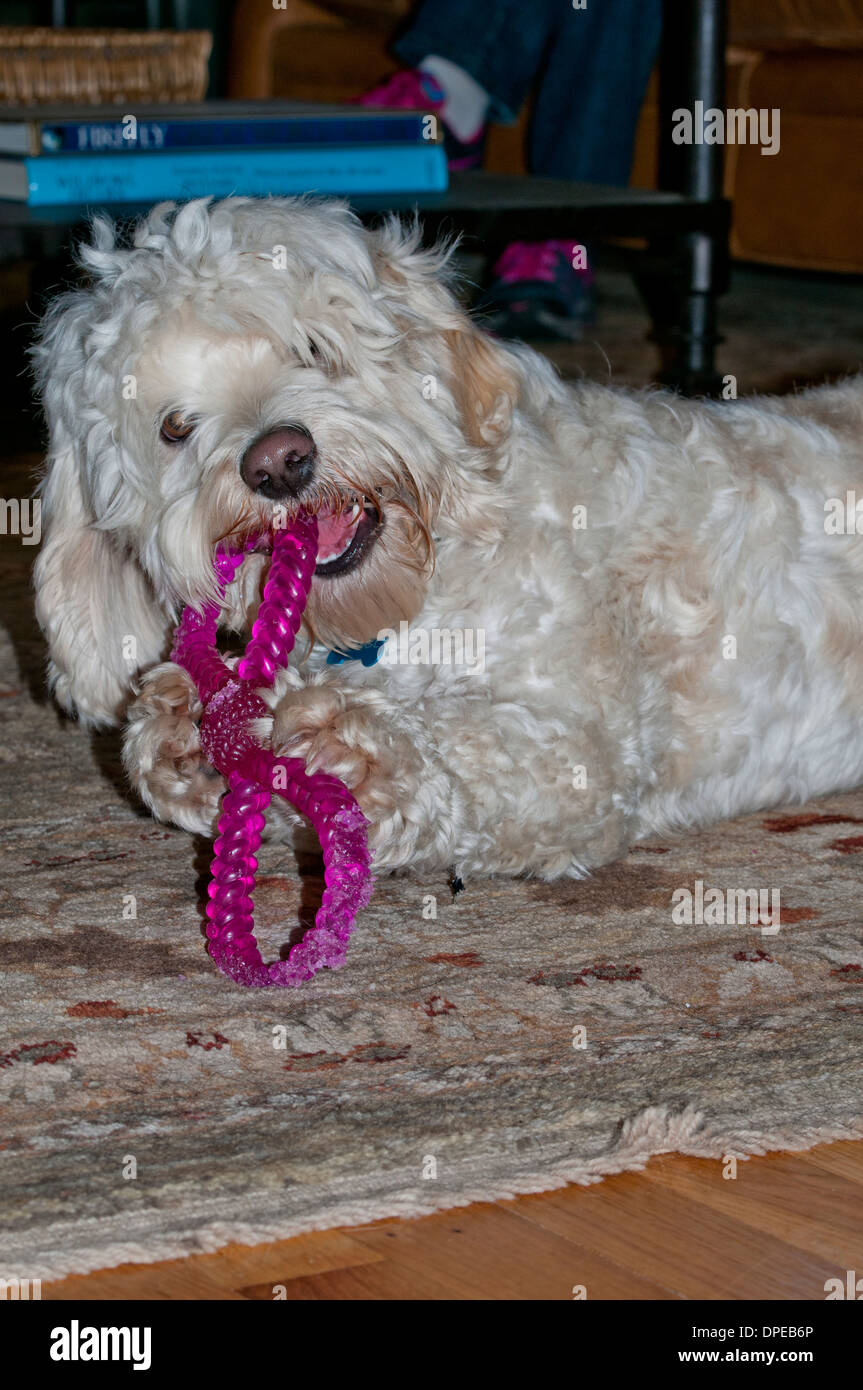 Cockapoo con il cane giocattolo Foto Stock