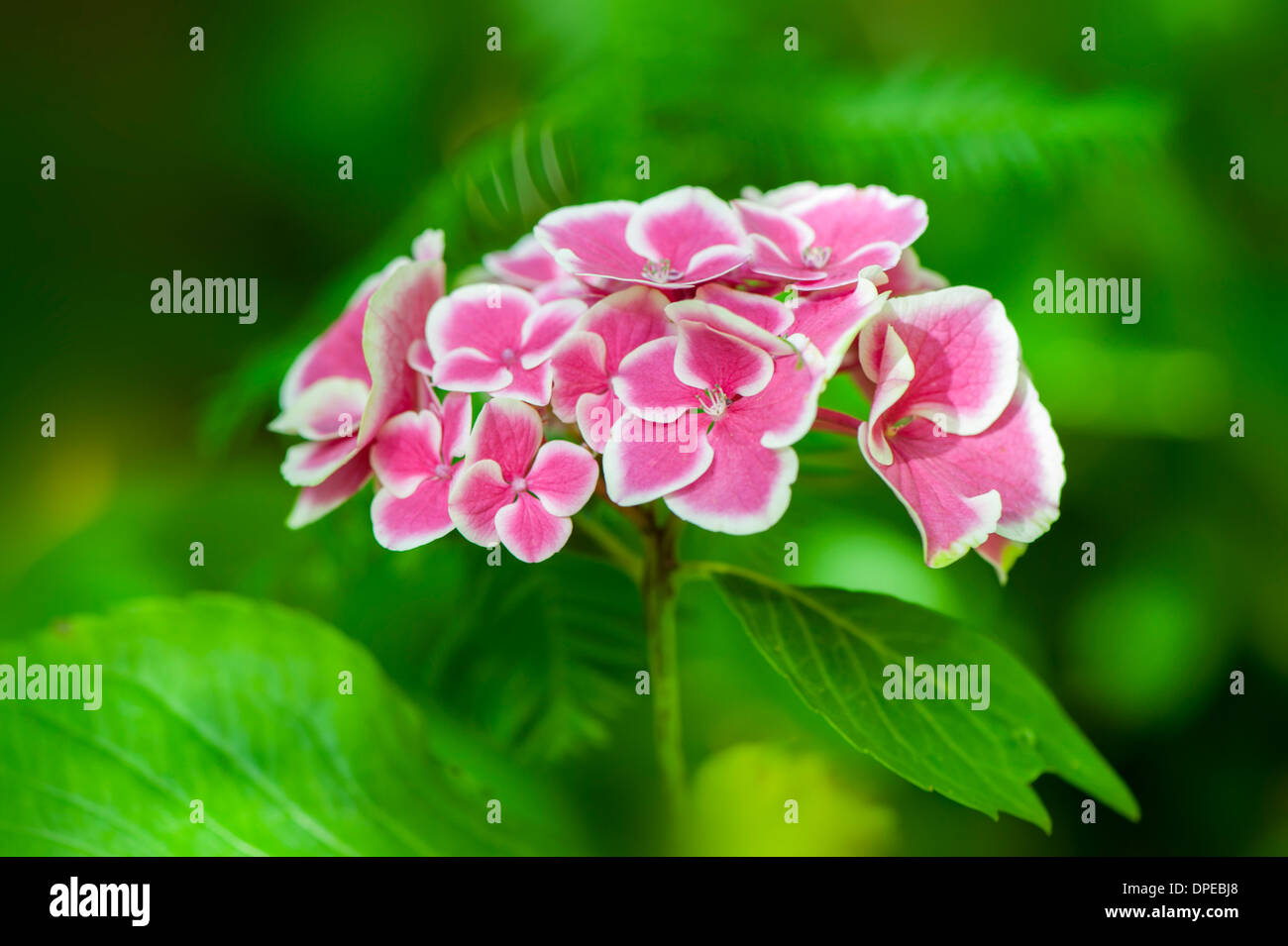Close-up immagine della splendida fioritura estiva Bottoni e archi Hydrangea che mostra i fiori di colore rosa con delicata bordatura bianca. Foto Stock