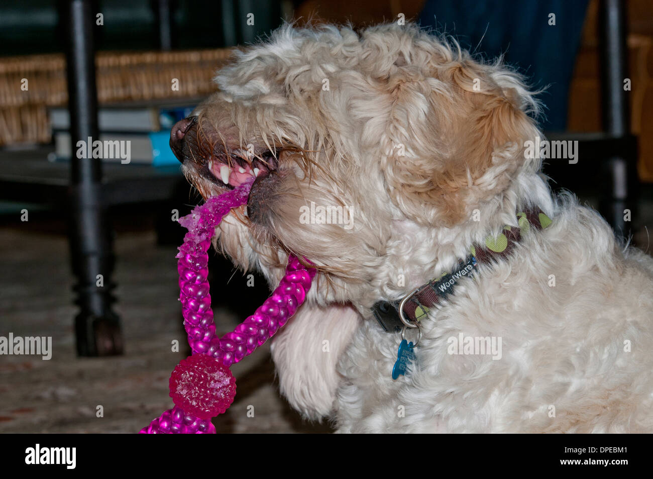 Cockapoo con il cane giocattolo Foto Stock