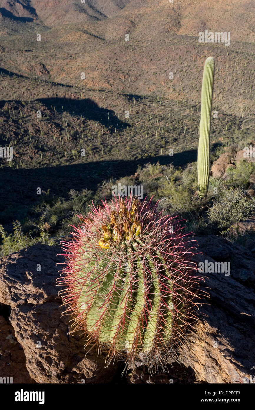 Canna Fishhook Cactus (Ferocactus wislizeni), montagne di Tucson, il Parco nazionale del Saguaro, West, Tucson in Arizona Foto Stock