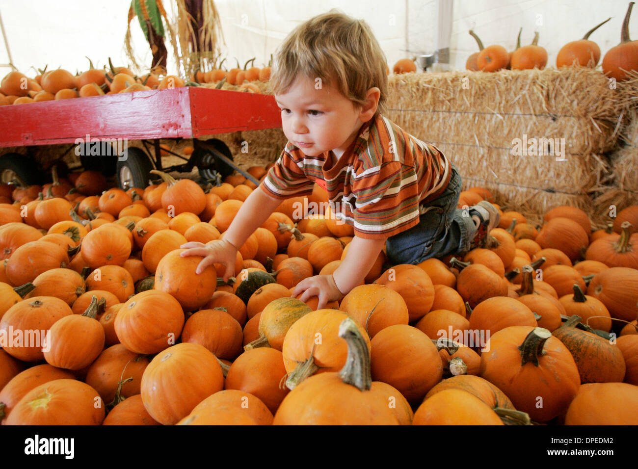 (Pubblicato il 10/14/2006, NC-1, NI-1) Ottobre 4th, 2006, Del Mar, California, Stati Uniti d'America. DYLAN MOLESWORTH, 2, si arrampica su un cumulo di zucche di zucca centrale su Mercoledì in Del Mar, California.  Credito: foto di Eduardo Contreras/San Diego Union-Tribune/Zuma premere. copyright 2006 San Diego Union-Tribune Foto Stock