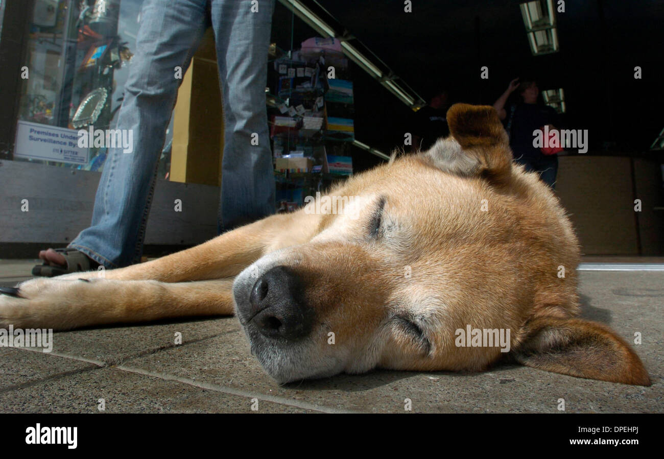 (Pubblicato 9/26, 2006, B-3) il 25 settembre 2006. Ocean Beach, California. ''Dog giorno pomeriggio'' SATCHMO a quattordici anni pooch dormito nel sole di fronte al suo negozio di proprietari in Ocean Beach. I negozi nome è Rock, Paper, Scissors, una Galleria Internazionale. Credito: Foto di Don Kohlbauer/San Diego Union Tribune/Zuma premere. Copyright 2006 San Diego Union-Tribune. Foto Stock
