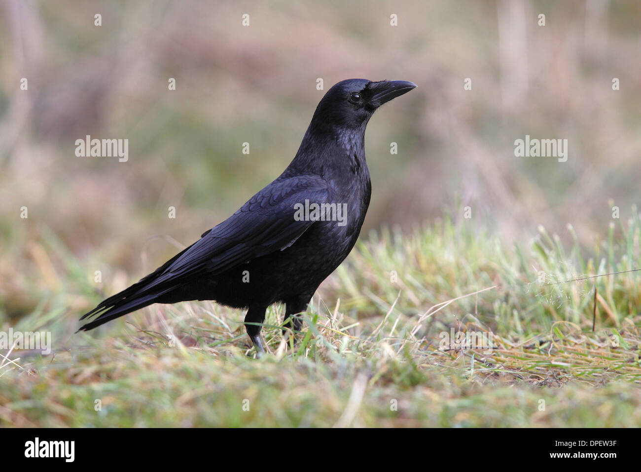 Carrion crow (Corvus corone corone) in erba, Renania settentrionale-Vestfalia, Germania Foto Stock