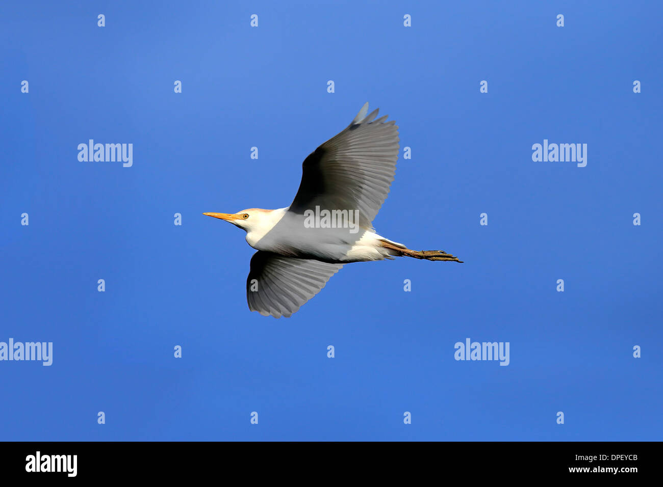 Airone guardabuoi (Bubulcus ibis), Adulto, battenti, Venezia Rookery, Florida, Stati Uniti d'America Foto Stock