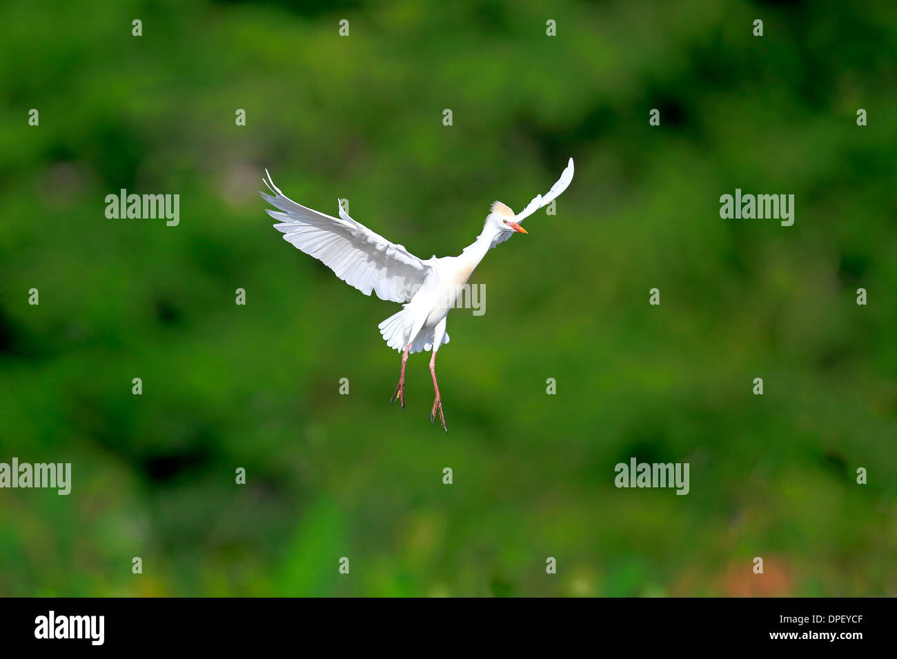 Airone guardabuoi (Bubulcus ibis), Adulto, battenti, Venezia Rookery, Florida, Stati Uniti d'America Foto Stock
