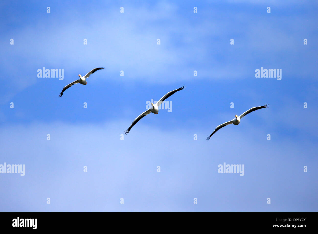 Americano bianco Pellicano (Pelecanus erythrorhynchos), volare, Sanibel Island, Florida, Stati Uniti d'America Foto Stock