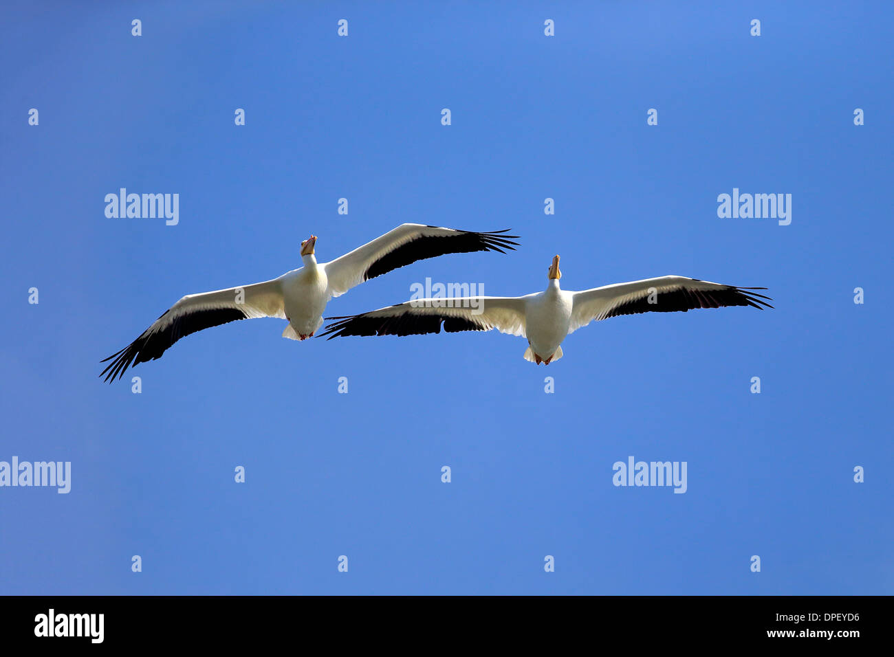 Americano bianco Pellicano (Pelecanus erythrorhynchos), volare, Sanibel Island, Florida, Stati Uniti d'America Foto Stock