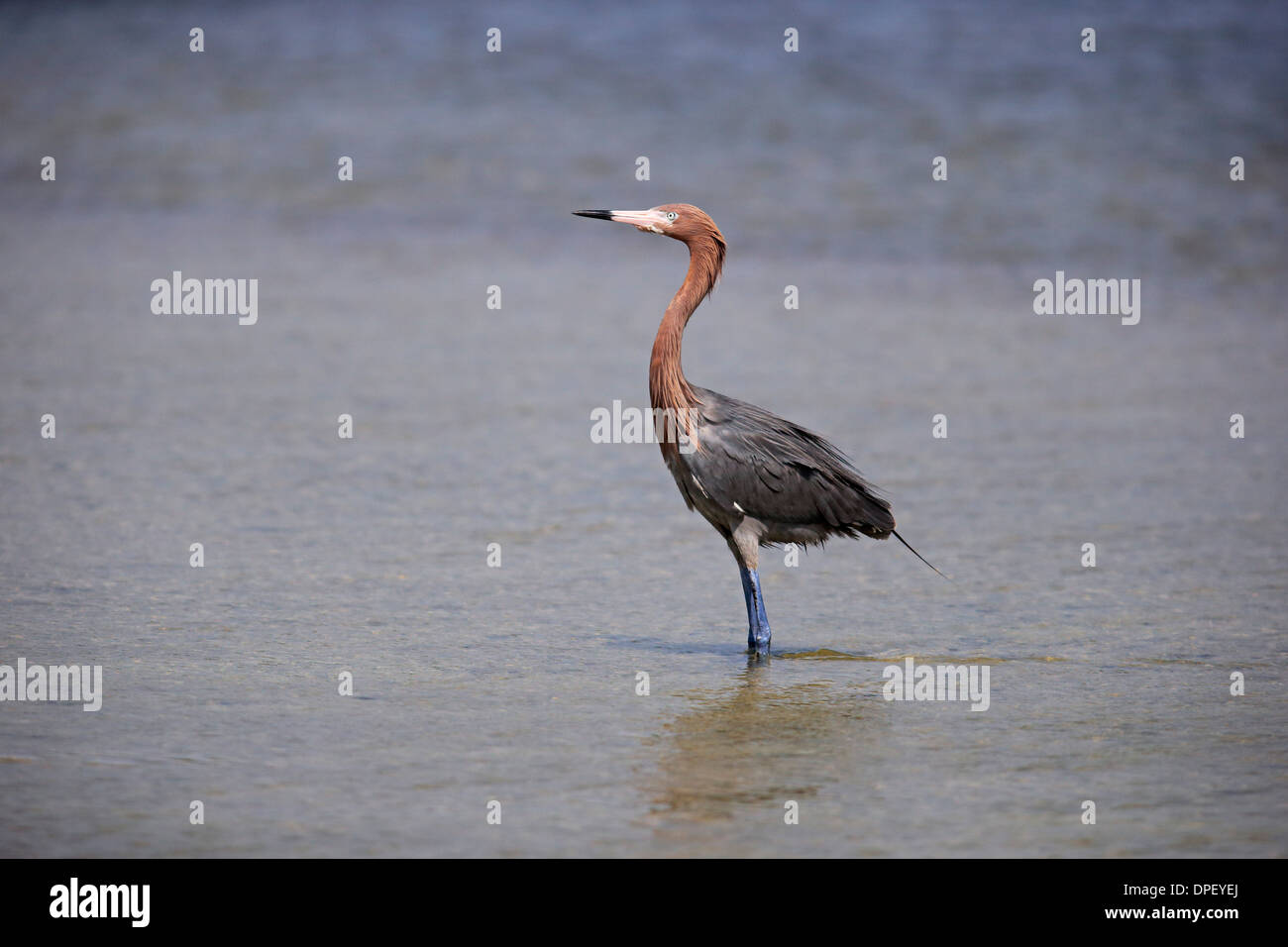 Reddish Garzetta (Egretta rufescens), rovistando in acqua, Sanibel Islanda, Florida, Stati Uniti d'America Foto Stock