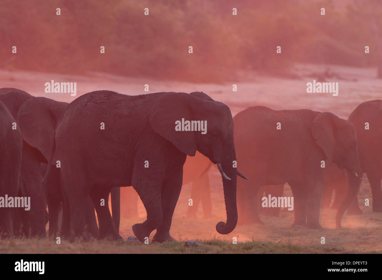 Bush africano Elefante africano (Loxodonta africana), Chobe Waterfront, Chobe National Park, Botswana Foto Stock