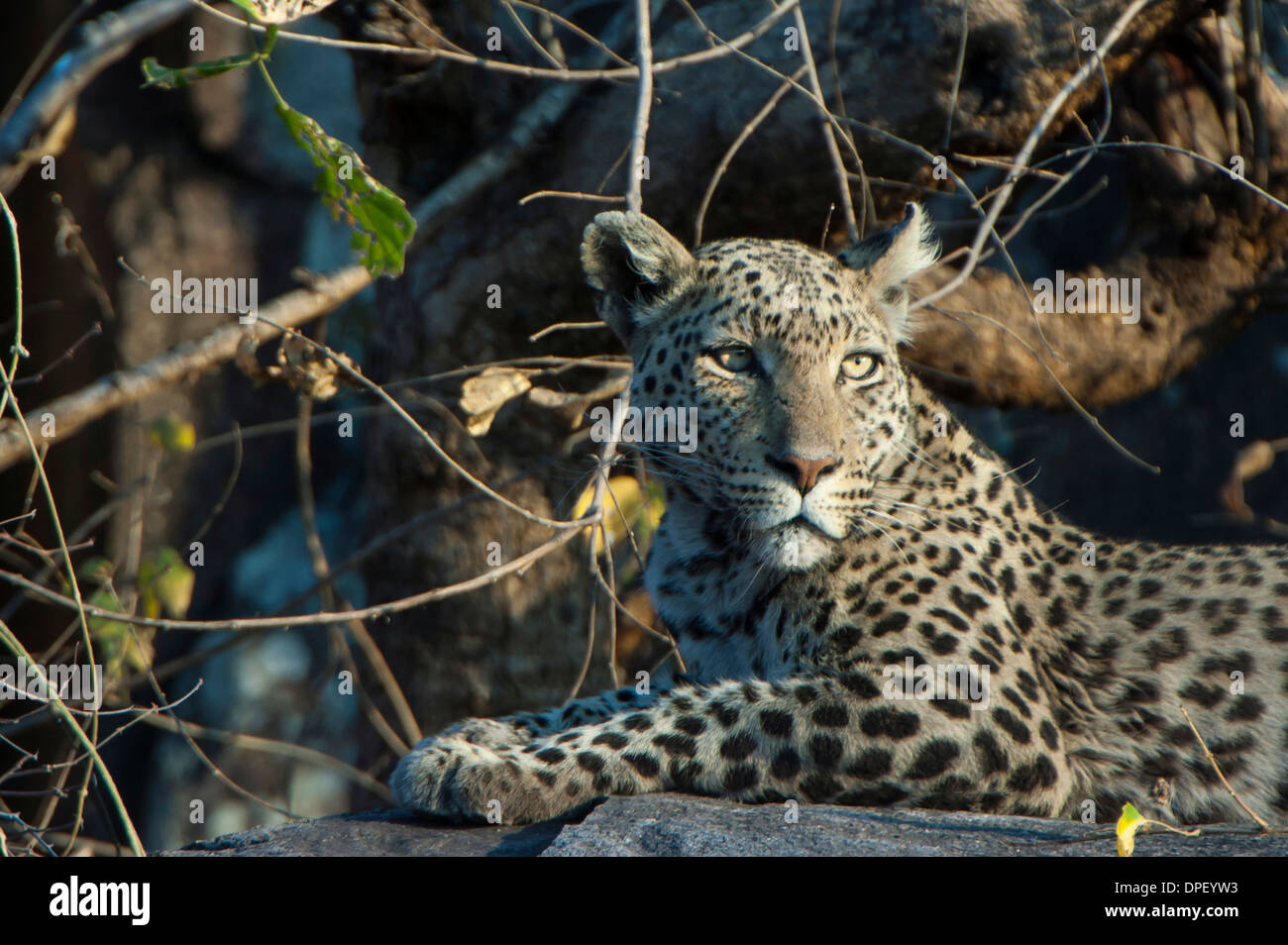 Leopard (Panthera pardus), Savute, Chobe National Park, Botswana Foto Stock