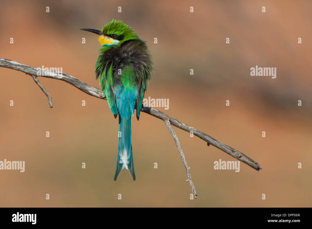 Swallow-tailed Gruccione (Merops hirundineus), Kgalagadi Parco transfrontaliero, Provincia del Nord, Sud Africa Foto Stock