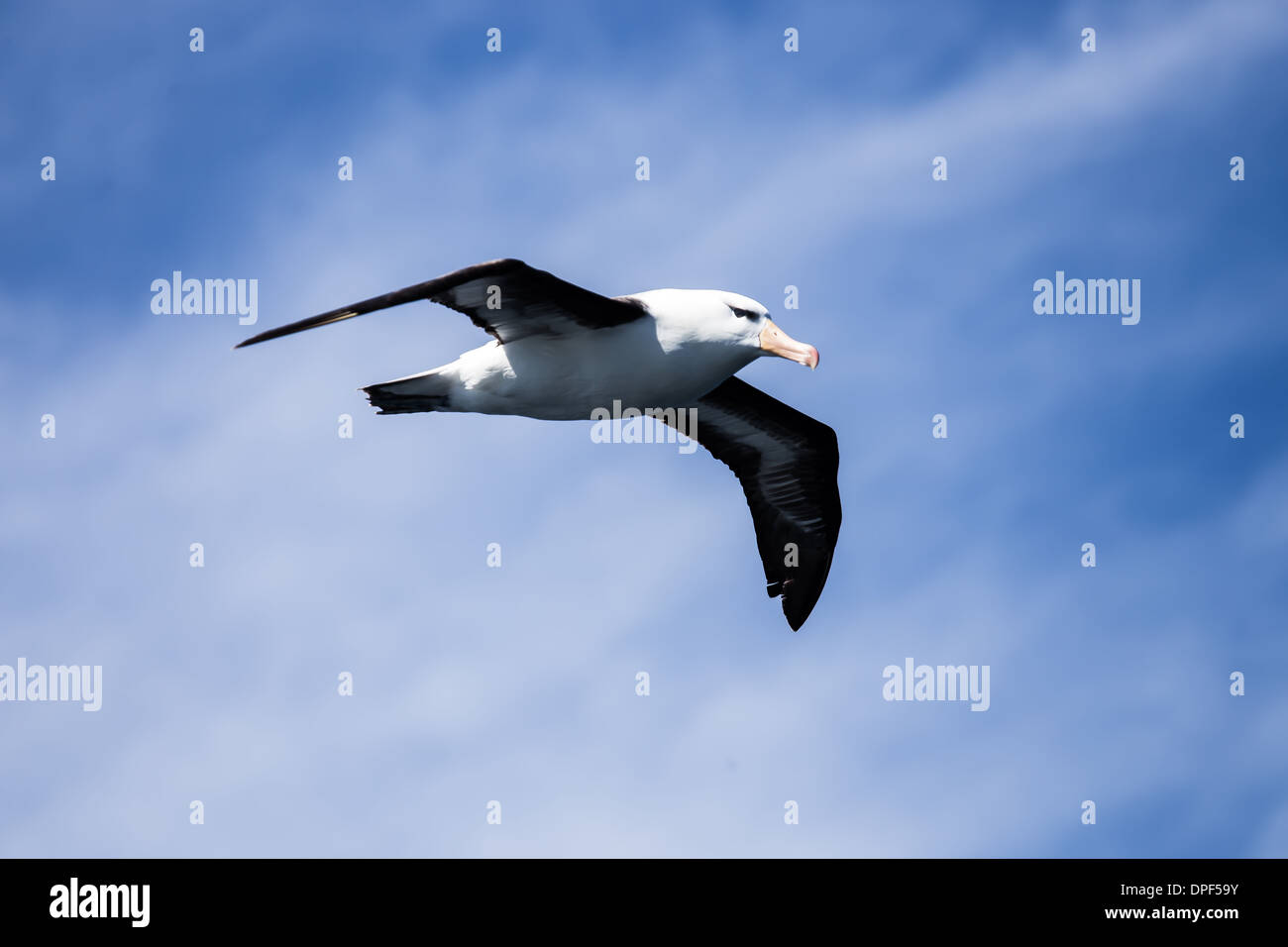 Albatro bianco nell'Oceano del Sud Foto Stock