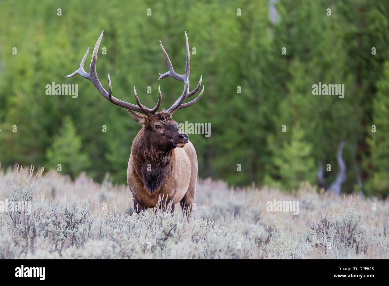 Bull elk (Cervus canadensis) lungo il fiume Madison, il Parco Nazionale di Yellowstone, sito UNESCO, Wyoming USA Foto Stock
