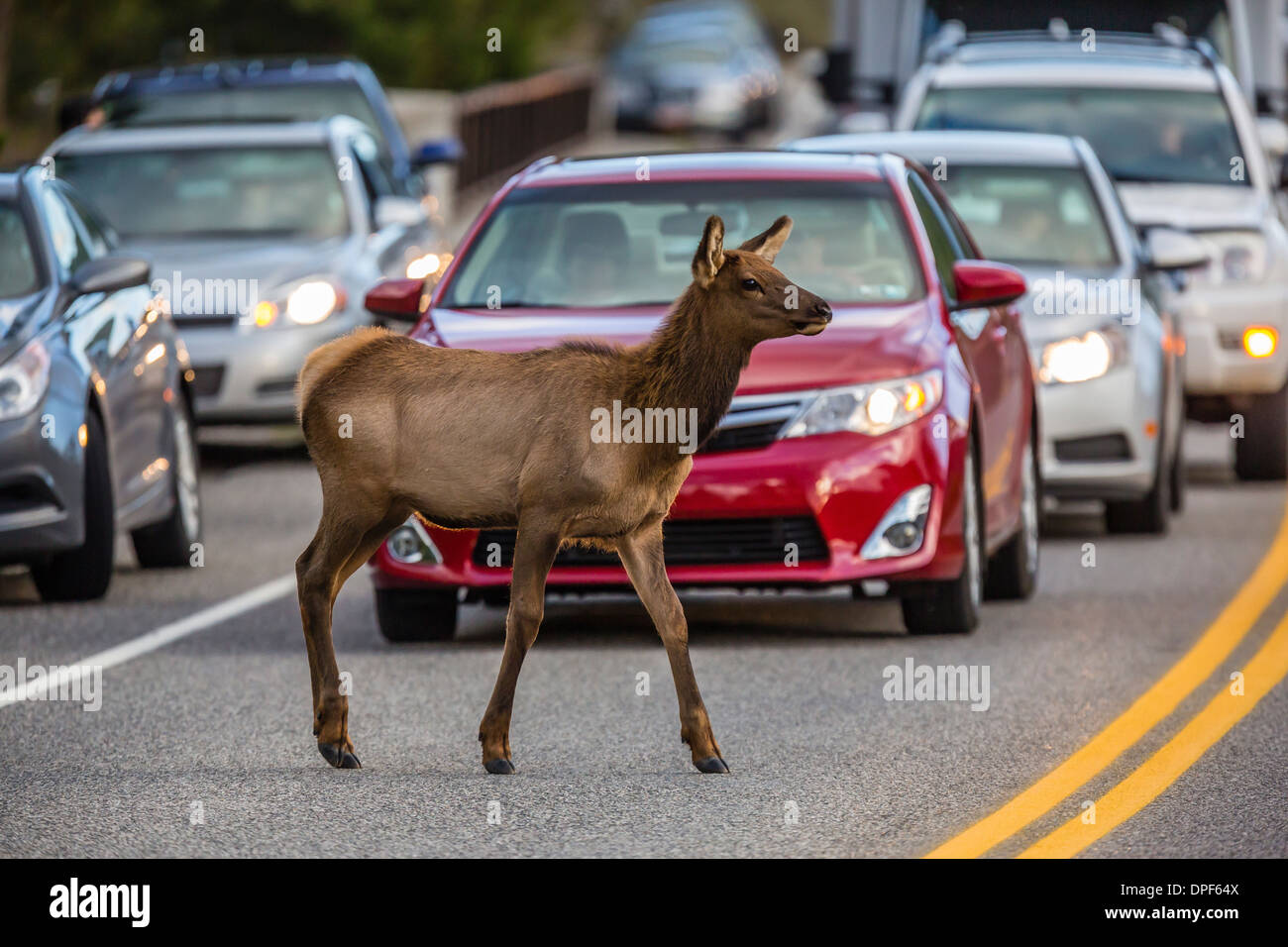 Giovani elk (Cervus canadensis), incrocio tra il traffico lungo il fiume Madison, il Parco Nazionale di Yellowstone, Wyoming USA Foto Stock