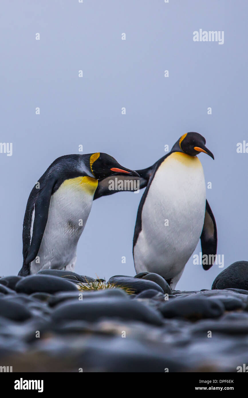 Un pinguino reale diventa una mano Foto Stock