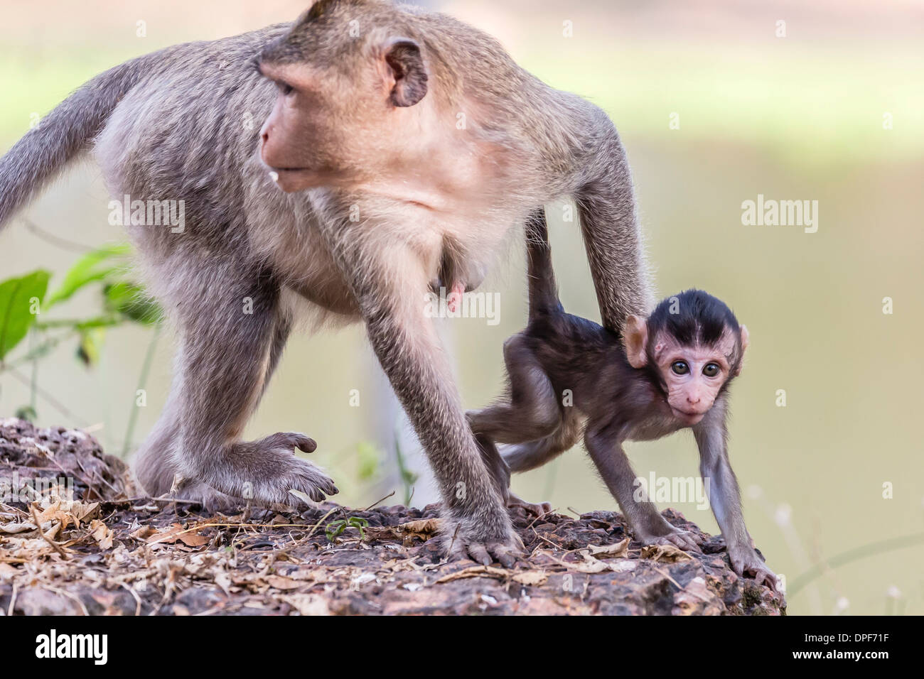 I giovani di lunga coda Macaque (Macaca fascicularis) sotto la sua madre in Angkor Thom, Siem Reap, Cambogia, Indocina, sud-est asiatico Foto Stock