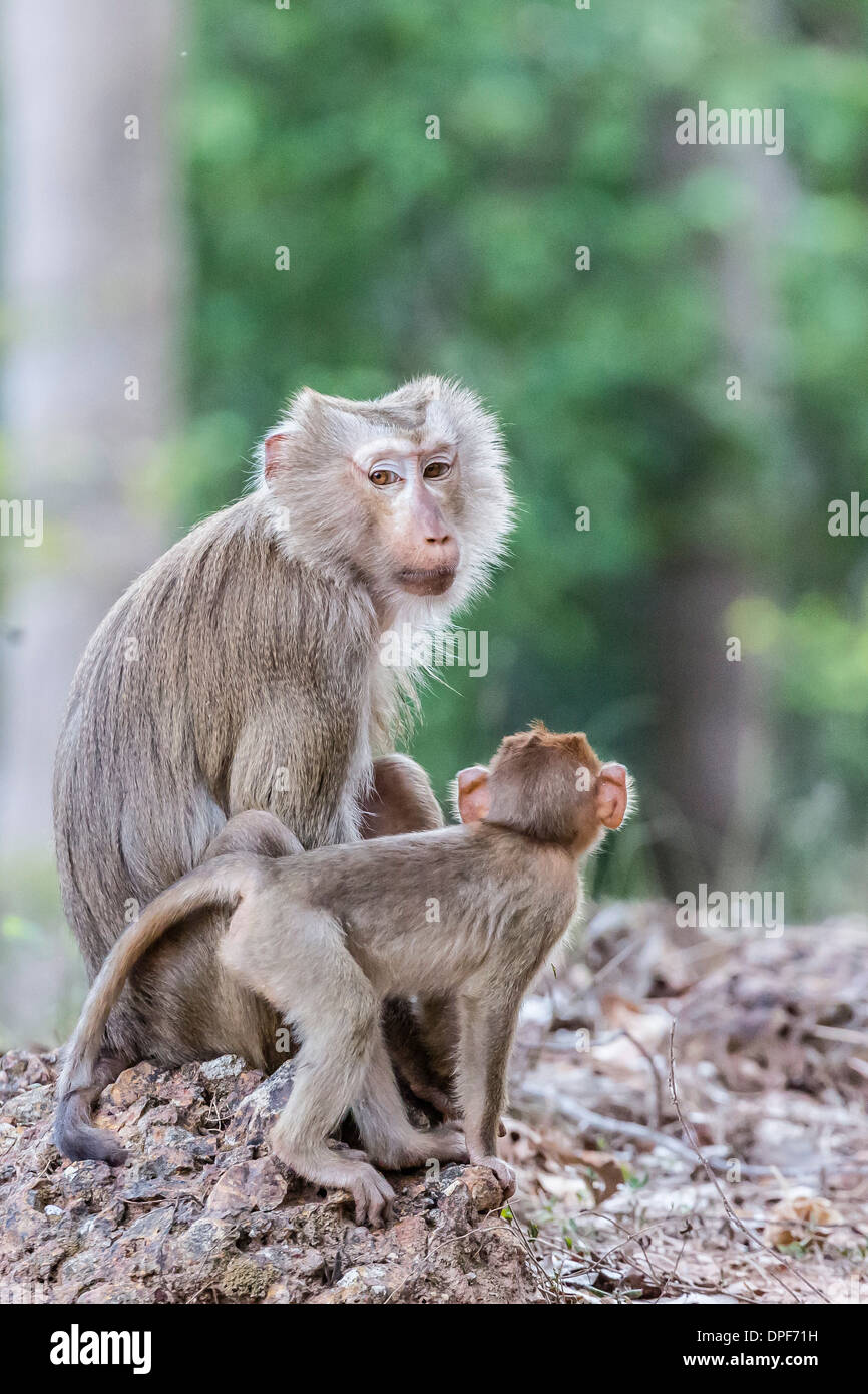 I giovani di lunga coda Macaque (Macaca fascicularis) vicino a sua madre in Angkor Thom, Siem Reap, Cambogia, Indocina, sud-est asiatico Foto Stock