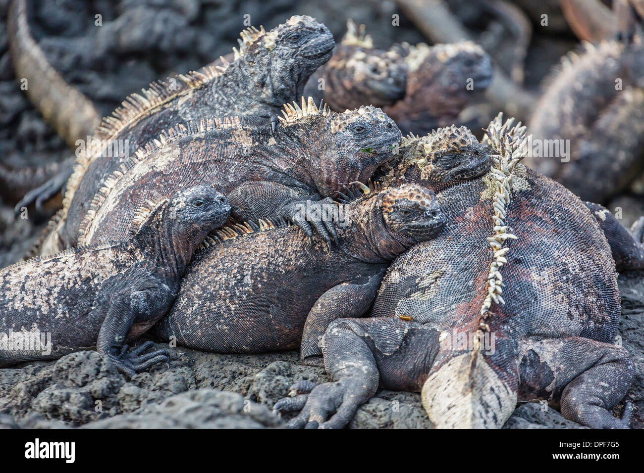Galapagos iguane marine (Amblyrhynchus cristatus) crogiolarsi in Puerto Egas, isola di Santiago, Isole Galapagos, Ecuador Foto Stock