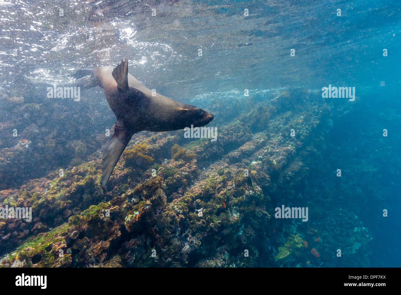 Le Galapagos pelliccia sigillo (Arctocephalus galapagoensis) sott'acqua di Isabela Island, Isole Galapagos, Ecuador, Sud America Foto Stock