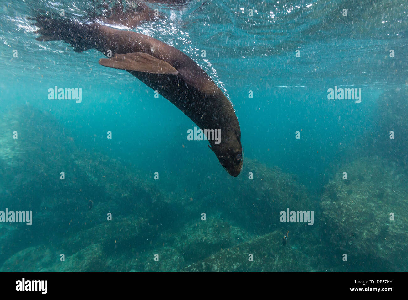 Le Galapagos pelliccia sigillo (Arctocephalus galapagoensis) sott'acqua di Isabela Island, Isole Galapagos, Ecuador, Sud America Foto Stock