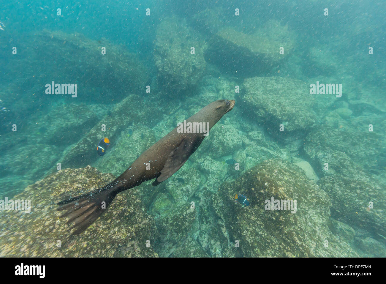 Le Galapagos pelliccia sigillo (Arctocephalus galapagoensis) sott'acqua di Isabela Island, Isole Galapagos, Ecuador, Sud America Foto Stock