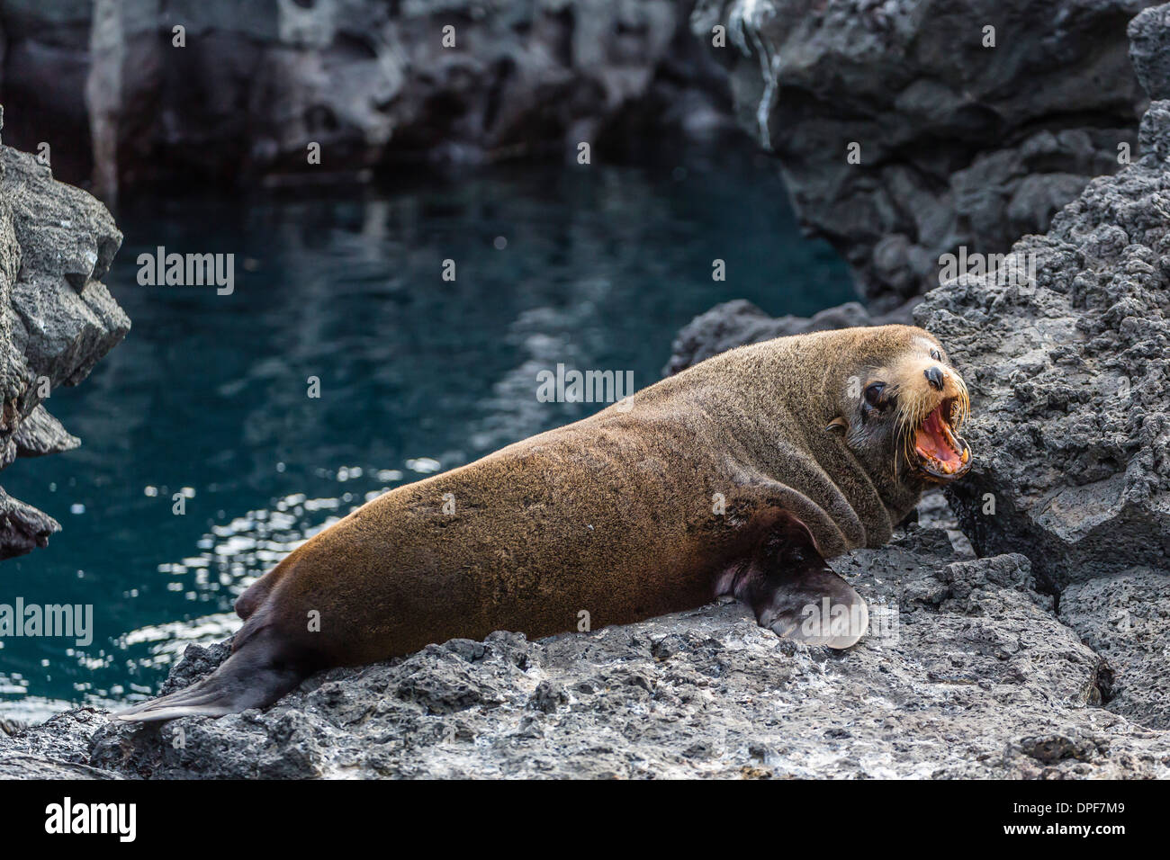 Le Galapagos pelliccia sigillo (Arctocephalus galapagoensis) tirata fuori a Puerto Egas, isola di Santiago, Isole Galapagos, Ecuador Foto Stock