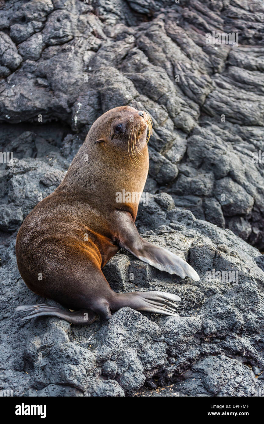 Le Galapagos pelliccia sigillo (Arctocephalus galapagoensis) tirata fuori a Puerto Egas, isola di Santiago, Isole Galapagos, Ecuador Foto Stock