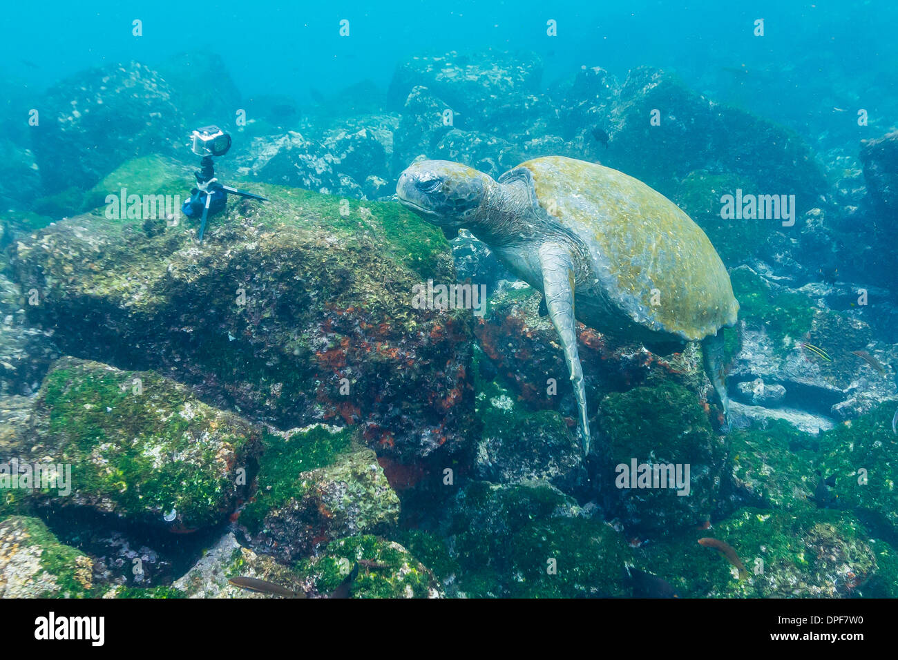 Adulto tartaruga verde (Chelonia Mydas) sott'acqua vicino alla videocamera, Isabela Island, Isole Galapagos, Ecuador, Sud America Foto Stock