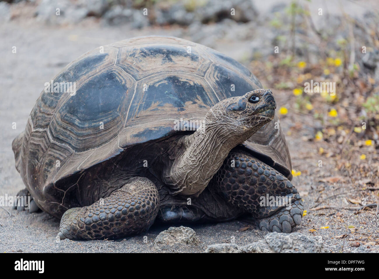 Wild Galapagos tartaruga gigante (Chelonoidis nigra) nella baia Urbina, Isabela Island, Isole Galapagos, Ecuador, Sud America Foto Stock