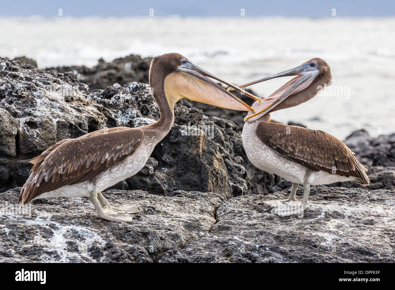 Immaturo pellicani marroni di ispezionare ogni altre fatture a Puerto Egas, isola di Santiago, Isole Galapagos, Ecuador Foto Stock