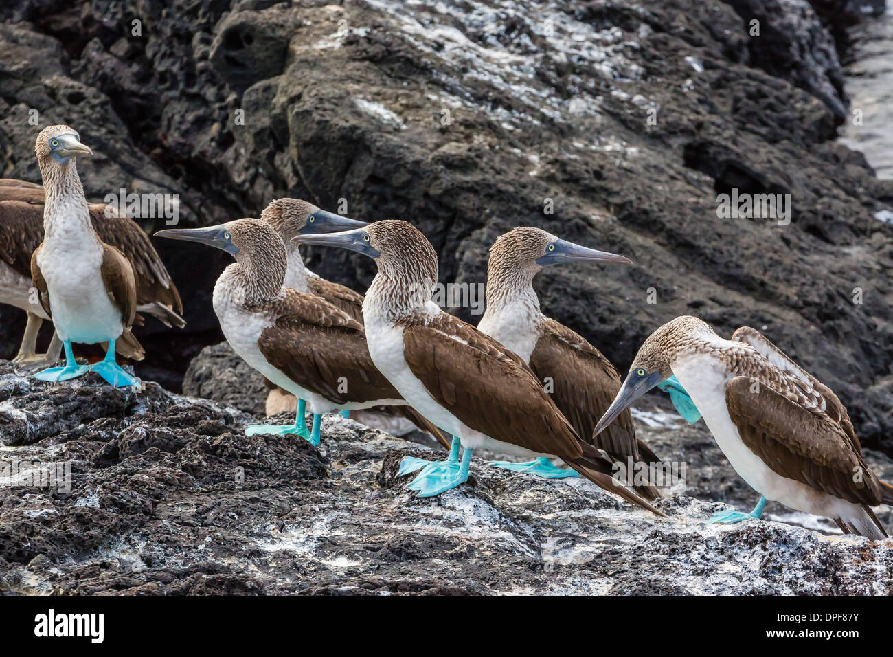Blu-footed boobies (Sula nebouxii) a Puerto Egas, isola di Santiago, Isole Galapagos, Ecuador, Sud America Foto Stock