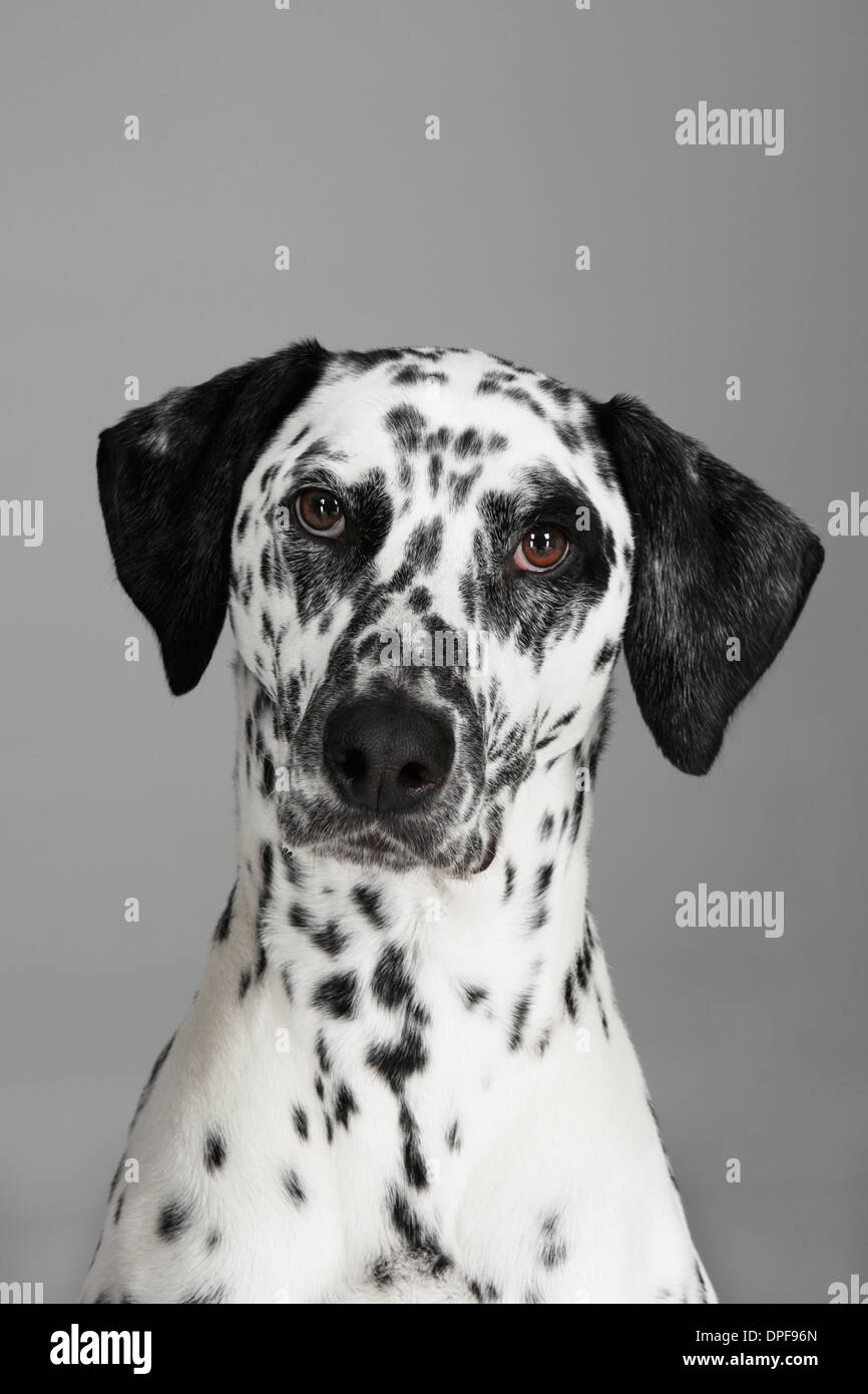 Close up ritratto in studio di cane dalmata Foto Stock
