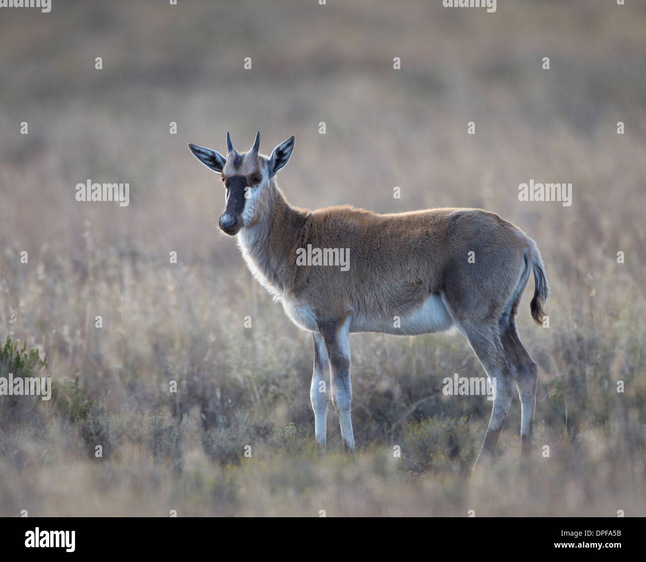 I capretti blesbok (Damaliscus pygargus phillipsi), Mountain Zebra National Park, Sud Africa e Africa Foto Stock