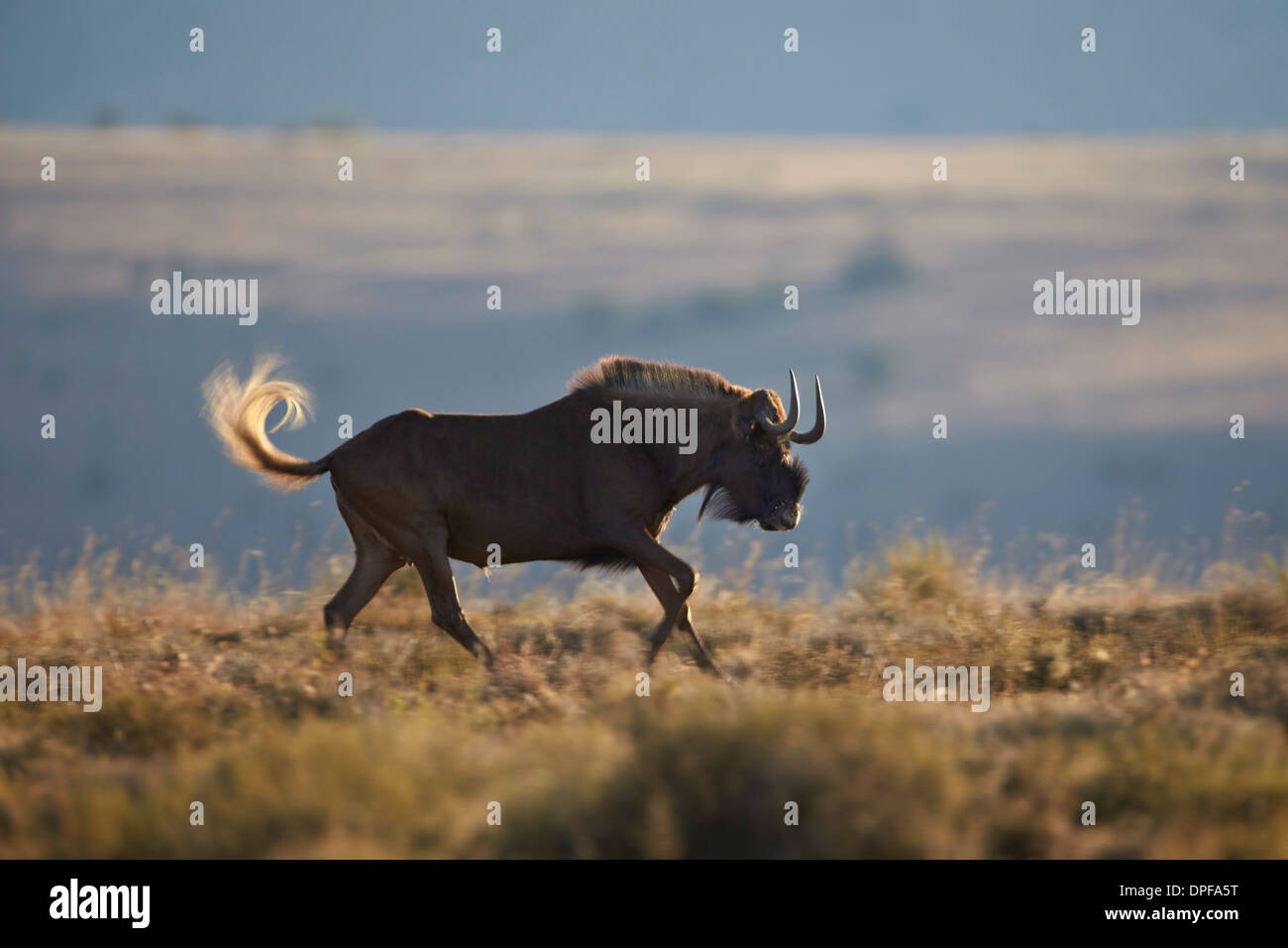 Nero GNU (bianco-tailed gnu) (Connochaetes gnou) corsa, mountain Zebra National Park, Sud Africa e Africa Foto Stock