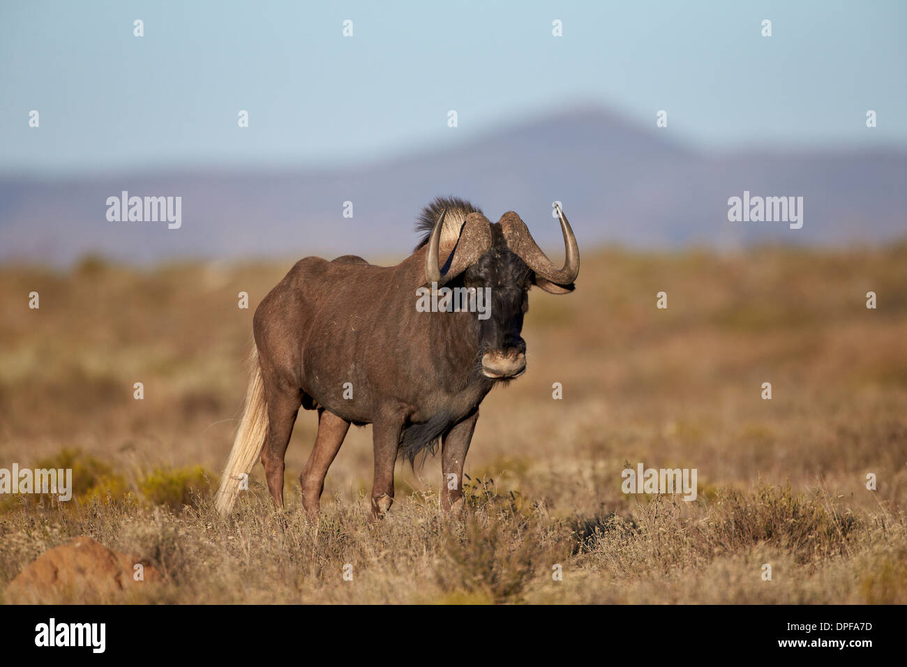Nero GNU (bianco-tailed gnu) (Connochaetes gnou), Mountain Zebra National Park, Sud Africa e Africa Foto Stock