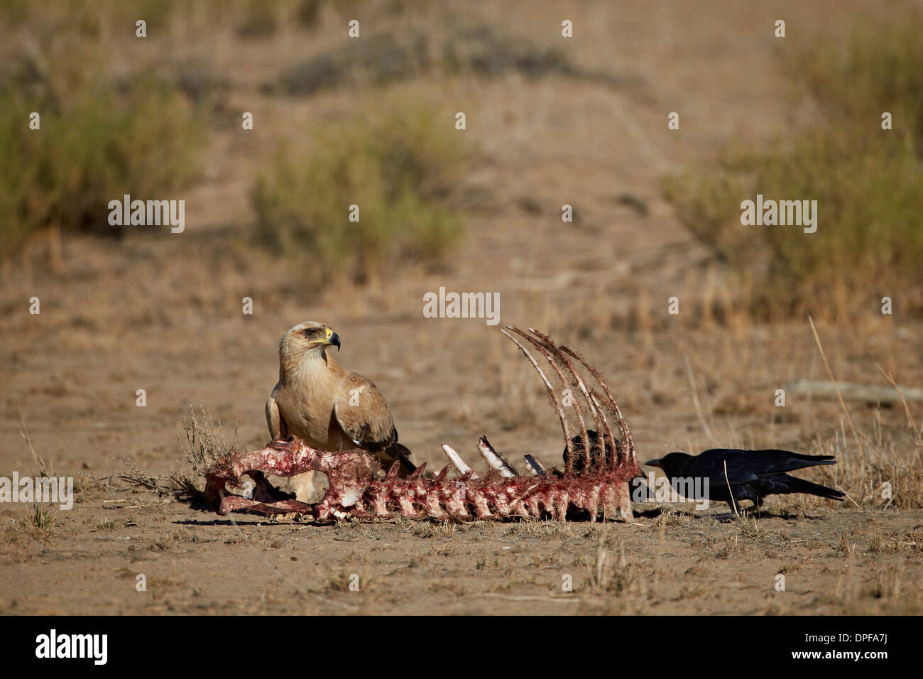 Bruno eagle (Aquila rapax) in corrispondenza di una carcassa, Kgalagadi Parco transfrontaliero, Sud Africa Foto Stock