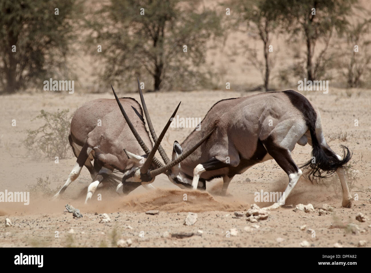 Due gemsbok (South African oryx) (Oryx gazella) combattimenti, Kgalagadi Parco transfrontaliero, Sud Africa Foto Stock