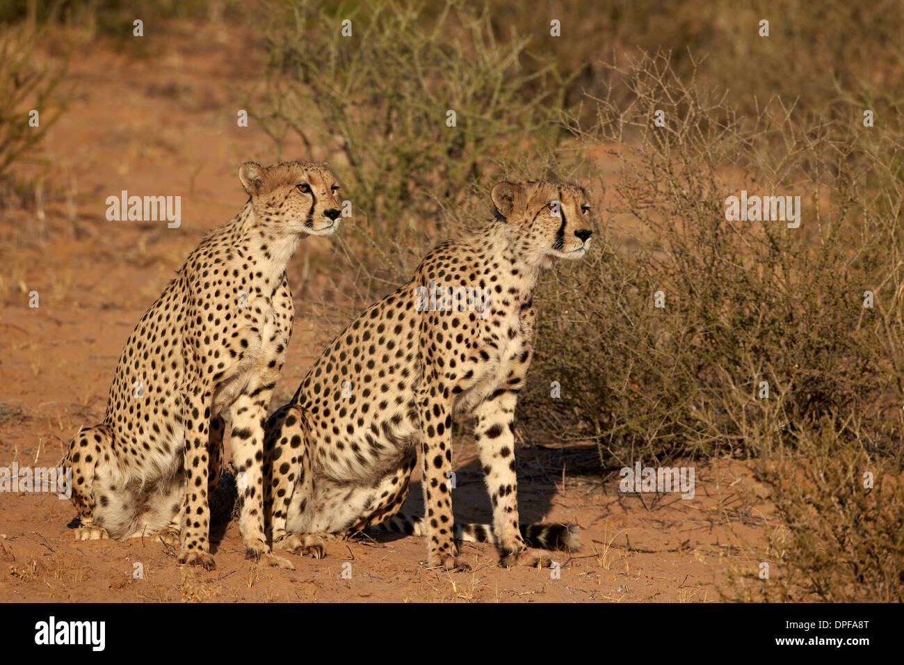 Due ghepardo (Acinonyx jubatus), Kgalagadi Parco transfrontaliero, Sud Africa Foto Stock Due ghepardo (Acinonyx jubatus), Kgalagadi Parco transfrontaliero, Sud Africa Foto Stock