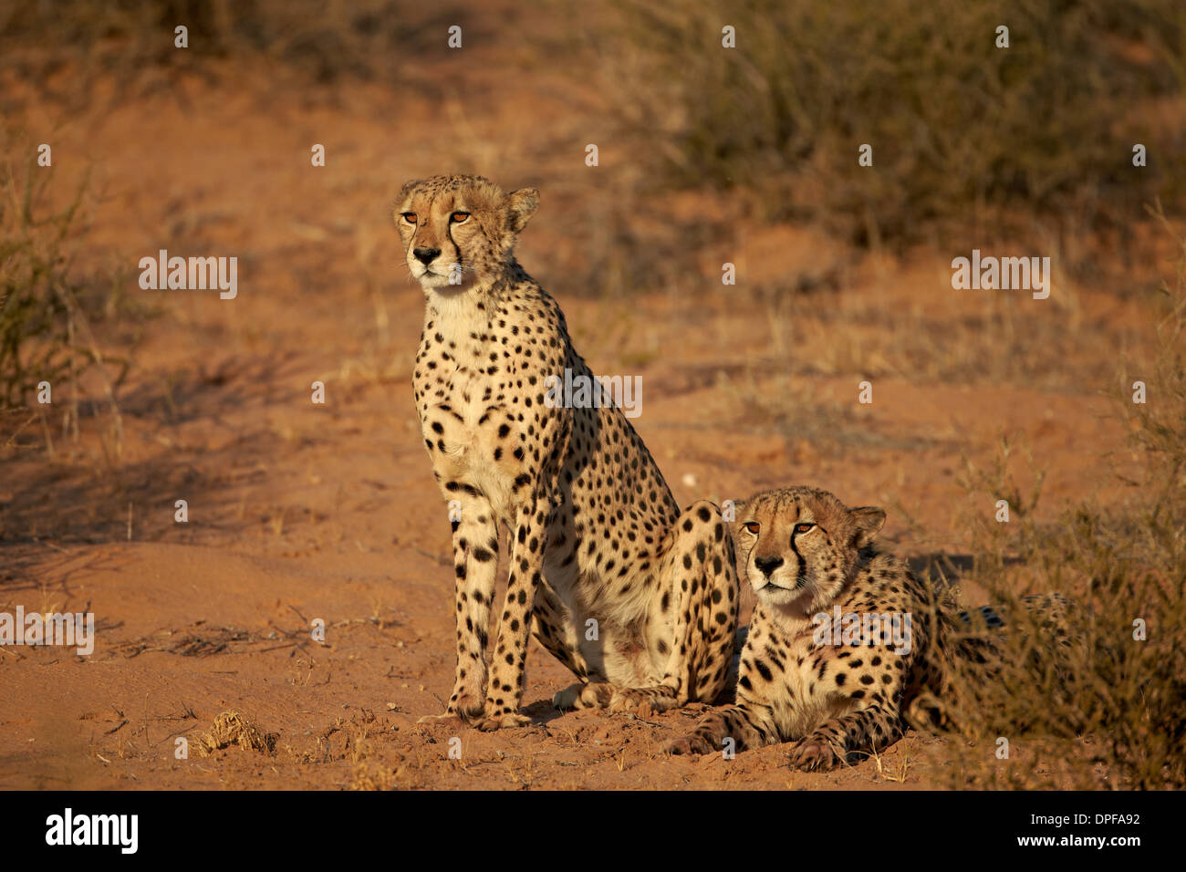 Due ghepardo (Acinonyx jubatus), Kgalagadi Parco transfrontaliero, Sud Africa Foto Stock Due ghepardo (Acinonyx jubatus), Kgalagadi Parco transfrontaliero, Sud Africa Foto Stock