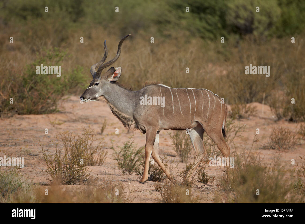 Kudu maggiore (Tragelaphus strepsiceros) buck, Kgalagadi Parco transfrontaliero, Sud Africa Foto Stock